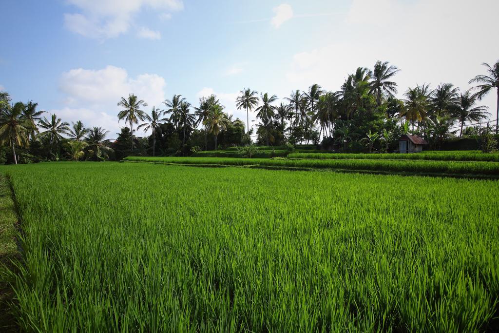 Satori Villas Bali Ubud Eksteriør bilde